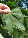 summer photograph Gewone_esdoorn__Acer_pseudoplatanus__Sycamore_mapleimg_5144.jpg