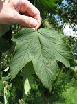 summer photograph Gewone_esdoorn__Acer_pseudoplatanus__Sycamore_mapleimg_5145blad.jpg