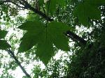 summer photograph Gewone_esdoorn__Acer_pseudoplatanus__Sycamore_mapleimg_5568blad.jpg