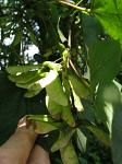 summer photograph Gewone_esdoorn__Acer_pseudoplatanus__Sycamore_mapleimg_5581.jpg