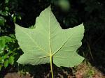 summer photograph Gewone_esdoorn__Acer_pseudoplatanus__Sycamore_mapleimg_5586blad.jpg