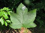 summer photograph Gewone_esdoorn__Acer_pseudoplatanus__Sycamore_mapleimg_5587blad.jpg