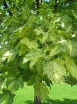 summer photograph Gewone_esdoorn__Acer_pseudoplatanus__Sycamore_mapleimg_5700.jpg