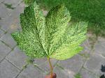 summer photograph Gewone_esdoorn__Acer_pseudoplatanus__Sycamore_mapleimg_5703blad.jpg