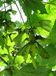 summer photograph Gewone_esdoorn__Acer_pseudoplatanus__Sycamore_mapleimg_5763.jpg