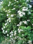 summer photograph Gewone_vlier__Sambucus_nigra__Black_elderberryimg_4259.jpg