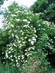 summer photograph Gewone_vlier__Sambucus_nigra__Black_elderberryimg_4260.jpg