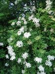 summer photograph Gewone_vlier__Sambucus_nigra__Black_elderberryimg_4261bloem.jpg