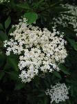 summer photograph Gewone_vlier__Sambucus_nigra__Black_elderberryimg_4262bloem.jpg