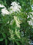 summer photograph Gewone_vlier__Sambucus_nigra__Black_elderberryimg_4263.jpg