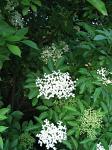 summer photograph Gewone_vlier__Sambucus_nigra__Black_elderberryimg_4264.jpg