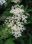 summer photograph Gewone_vlier__Sambucus_nigra__Black_elderberryimg_4267.jpg