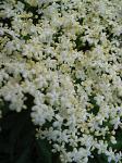 summer photograph Gewone_vlier__Sambucus_nigra__Black_elderberryimg_4268bloem.jpg