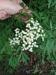 summer photograph Gewone_vlier__Sambucus_nigra__Black_elderberryimg_4692.jpg