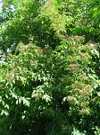 summer photograph Gewone_vlier__Sambucus_nigra__Black_elderberryimg_5722.jpg