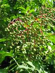 summer photograph Gewone_vlier__Sambucus_nigra__Black_elderberryimg_5723.jpg