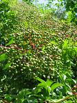 summer photograph Gewone_vlier__Sambucus_nigra__Black_elderberryimg_5724fruit.jpg