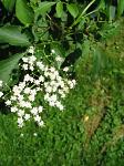 summer photograph Gewone_vlier__Sambucus_nigra__Black_elderberryimg_5725.jpg