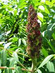 summer photograph Gladde_sumac__Rhus_glabra__Smooth_sumacimg_5728.jpg