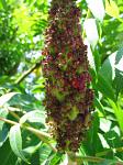 summer photograph Gladde_sumac__Rhus_glabra__Smooth_sumacimg_5729.jpg