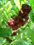 summer photograph Gladde_sumac__Rhus_glabra__Smooth_sumacimg_5730.jpg