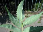 summer photograph Gladde_sumac__Rhus_glabra__Smooth_sumacimg_5736.jpg