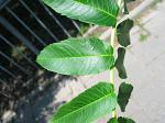 summer photograph Gladde_sumac__Rhus_glabra__Smooth_sumacimg_5737.jpg