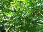summer photograph Gladde_sumac__Rhus_glabra__Smooth_sumacimg_5740.jpg