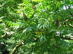 summer photograph Gladde_sumac__Rhus_glabra__Smooth_sumacimg_5740.jpg