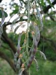 trees fruit