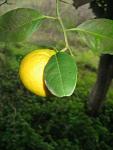 summer photograph Grapefruit__Citrus_paradisi__Grapfruitimg_6756.jpg