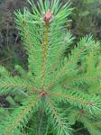 summer photograph Grove_den__Pinus_sylvestris__Scots_pineimg_5331.jpg