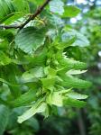 summer photograph Haagbeuk__Carpinus_betulus__European_hornbeamimg_4762.jpg