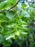 summer photograph Haagbeuk__Carpinus_betulus__European_hornbeamimg_4763fruit.jpg