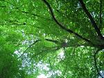 summer photograph Haagbeuk__Carpinus_betulus__European_hornbeamimg_4796.jpg