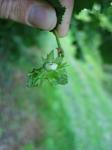 summer photograph Hazelaar__Corylus_avellana__European_filbertimg_4514fruit.jpg