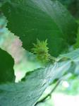 summer photograph Hazelaar__Corylus_avellana__European_filbertimg_4544.jpg