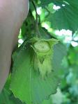 summer photograph Hazelaar__Corylus_avellana__European_filbertimg_5744fruit.jpg