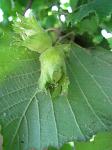 summer photograph Hazelaar__Corylus_avellana__European_filbertimg_5745fruit.jpg