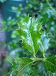 summer photograph Hulst__Ilex_aquifolium__Hollyimg_5455.jpg