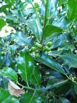 summer photograph Hulst__Ilex_aquifolium__Hollyimg_5460fruit.jpg