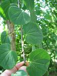 summer photograph Katsura_boom__Cercidiphyllum_japonicum__Katsura_treeimg_5694blad.jpg