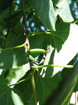 trees fruit