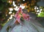 bomen fruit