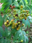 summer photograph Lijsterbes__Sorbus_aucuparia__European_mountainashimg_5562.jpg