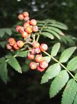 summer photograph Lijsterbes__Sorbus_aucuparia__European_mountainashimg_5810.jpg