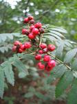 summer photograph Lijsterbes__Sorbus_aucuparia__European_mountainashimg_5811fruit.jpg