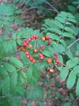 summer photograph Lijsterbes__Sorbus_aucuparia__European_mountainashimg_5813.jpg