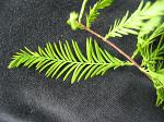 summer photograph Moeras_cypress__Taxodium_distichum__Baldcypressimg_6102blad.jpg