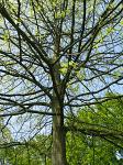 summer photograph Moeraseik__Quercus_palustris__Pin_oakimg_2914.jpg